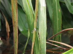 Lestes praemorsus decipiens