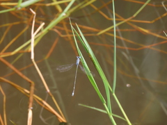 Lestes praemorsus decipiens