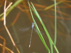 Lestes praemorsus decipiens