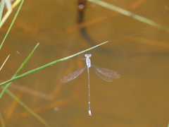 Lestes praemorsus decipiens