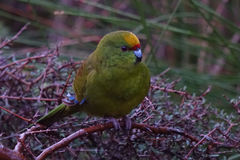 Cyanoramphus auriceps