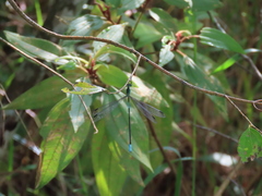 Orolestes selysi