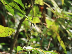 Orolestes selysi