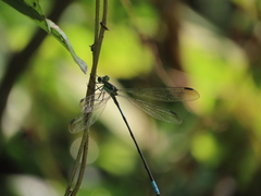 Orolestes selysi