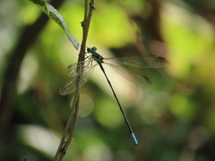Orolestes selysi