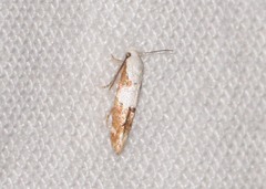 Mompha circumscriptella