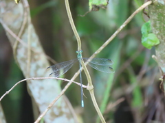 Orolestes selysi