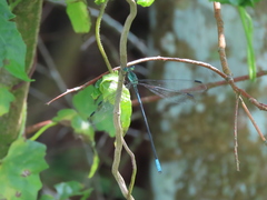 Orolestes selysi