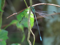 Orolestes selysi