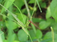 Agriocnemis femina oryzae