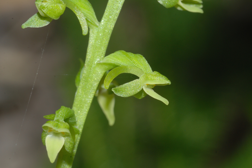Platanthera longicalcarata