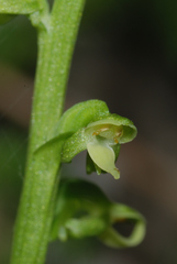 Platanthera longicalcarata