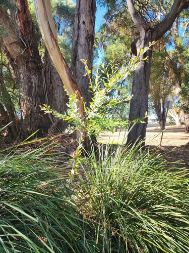 Hakea salicifolia, photographed by an iNaturalist contributor