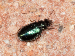 Coptodera aerata