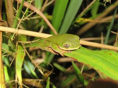 Pithecopus hypochondrialis