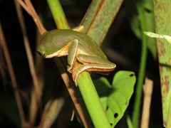 Pithecopus hypochondrialis