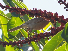 Stomiopera unicolor
