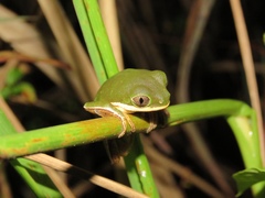 Pithecopus hypochondrialis