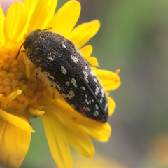 Acmaeodera rubronotata