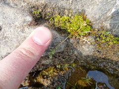 Cardamine polemonioides