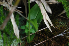 Platanthera longicalcarata