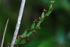 Platanthera longicalcarata