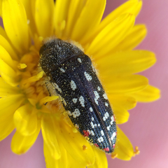 Acmaeodera rubronotata