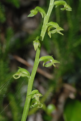 Platanthera longicalcarata