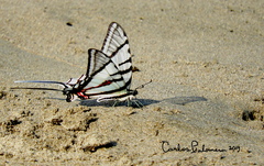 Protographium epidaus tepicus