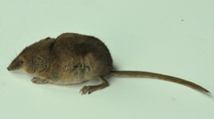 Sorex vagrans
