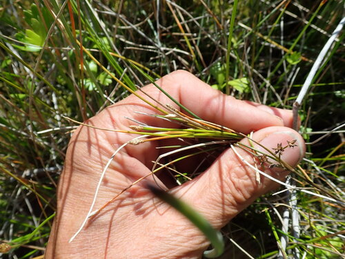 Image of Eleocharis acuta by (c) Arnim Littek, some rights reserved (CC BY)