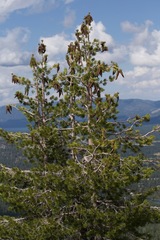 Pinus monticola
