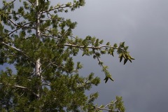 Pinus monticola