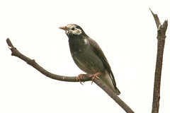 Spodiopsar cineraceus