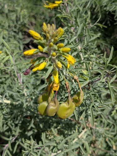 iNaturalist observation photo of Bladderpod