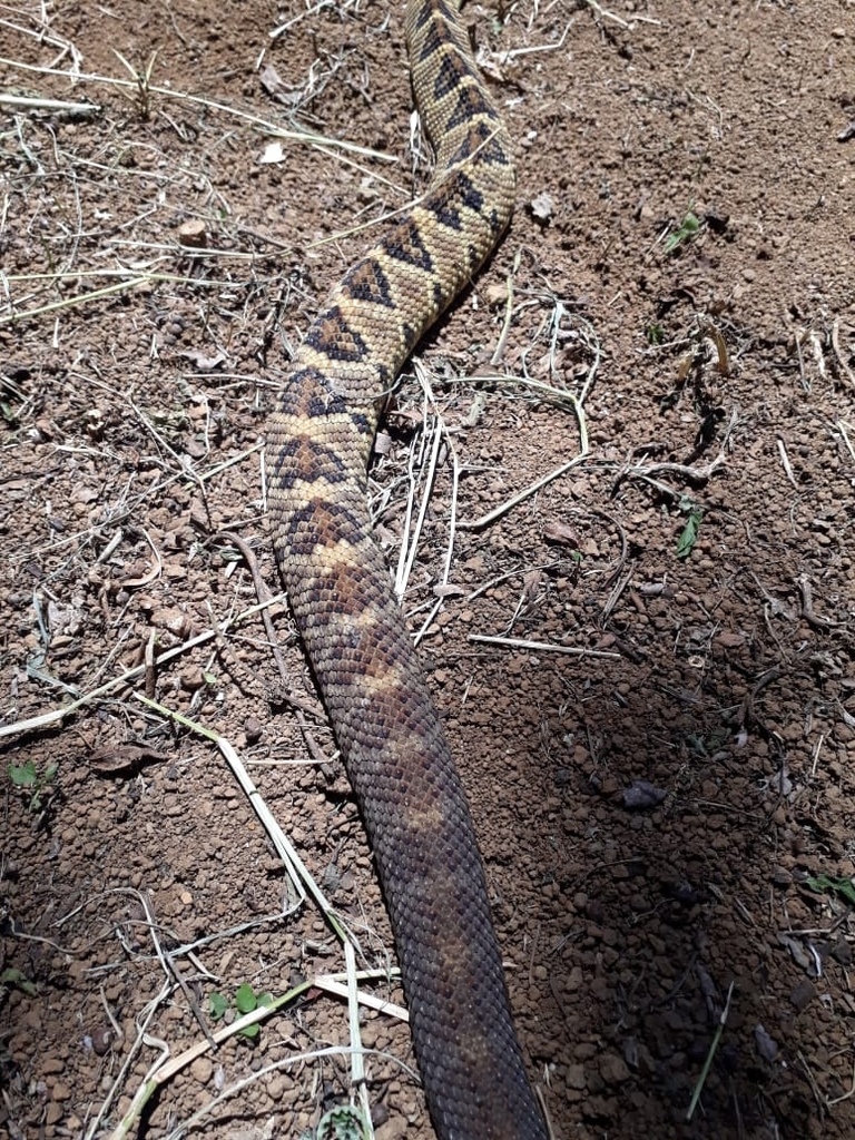 Middle American Rattlesnake
