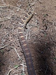 Crotalus simus