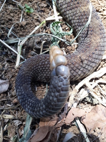 Central American Rattlesnake