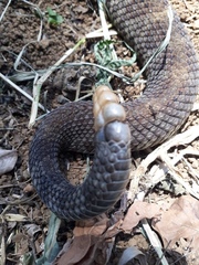 Crotalus simus