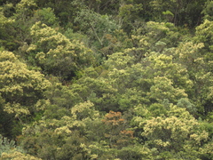 Weinmannia tomentosa