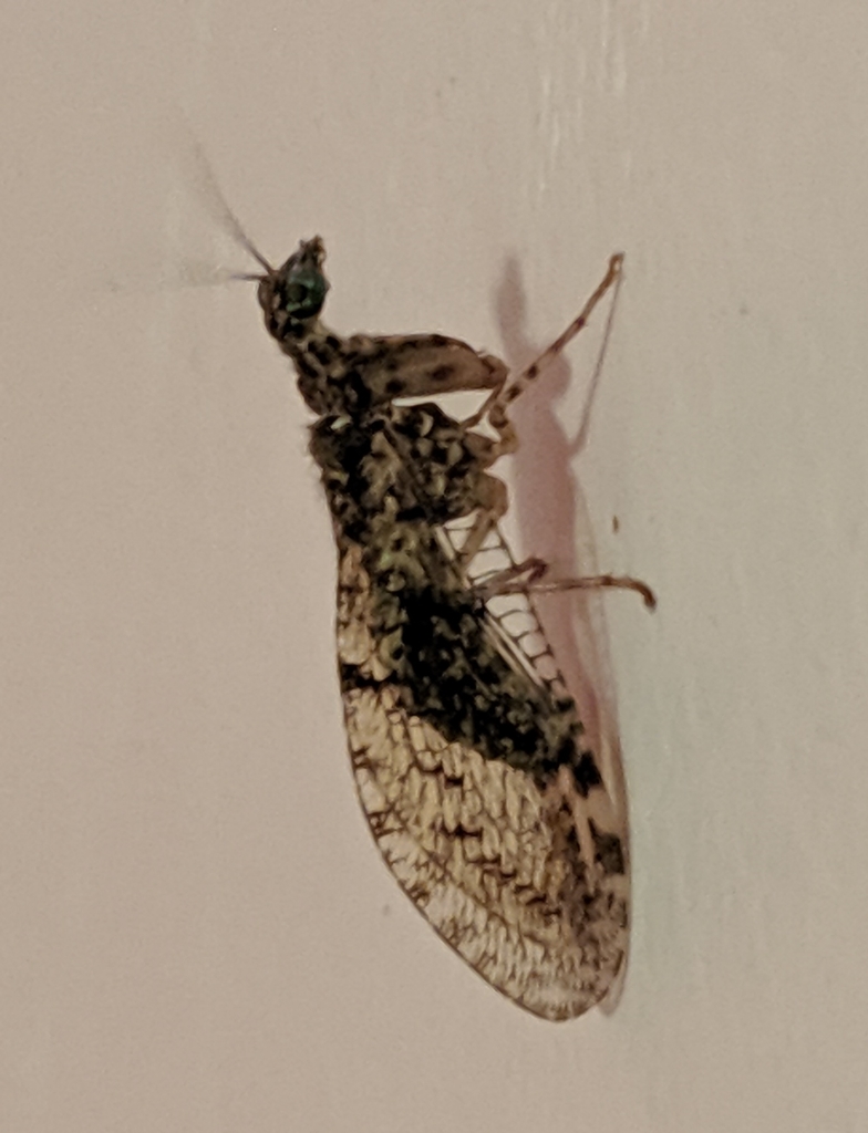 Plega signata