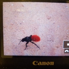 Dasymutilla magnifica