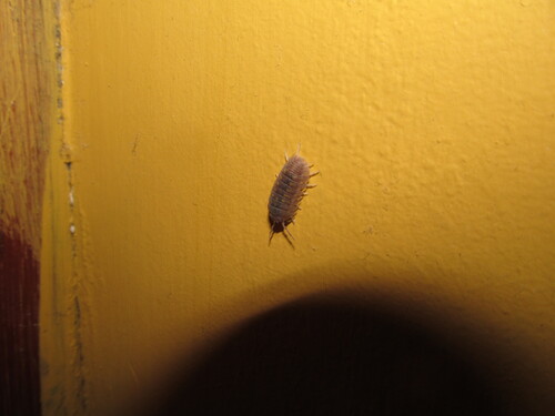 Granulated Pill Woodlouse, Coimbra, Portugal, photo 5 of 10