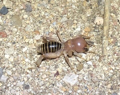 Ammopelmatus fuscus