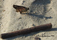 Polygonus leo arizonensis