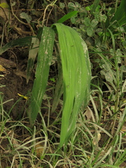 Crocosmia × crocosmiiflora