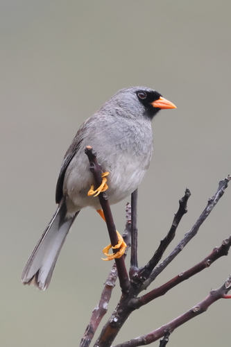 Grey-winged Inca Finch (Incaspiza ortizi), photo 3