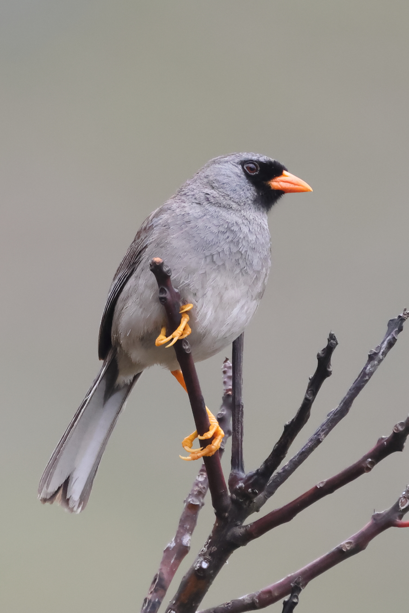 Grey-winged Inca Finch (Incaspiza ortizi), photo 3