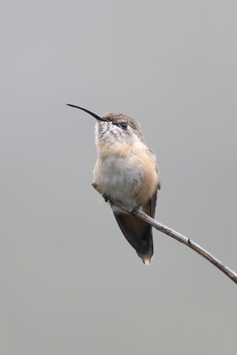 Purple-collared Woodstar (Myrtis fanny), photo 4