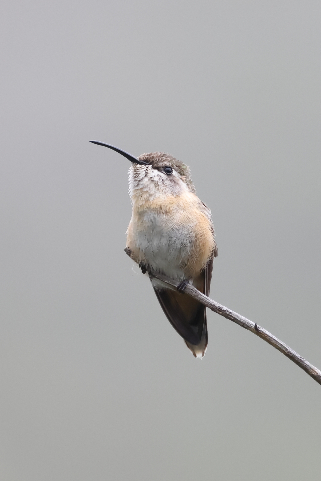 Purple-collared Woodstar (Myrtis fanny), photo 4